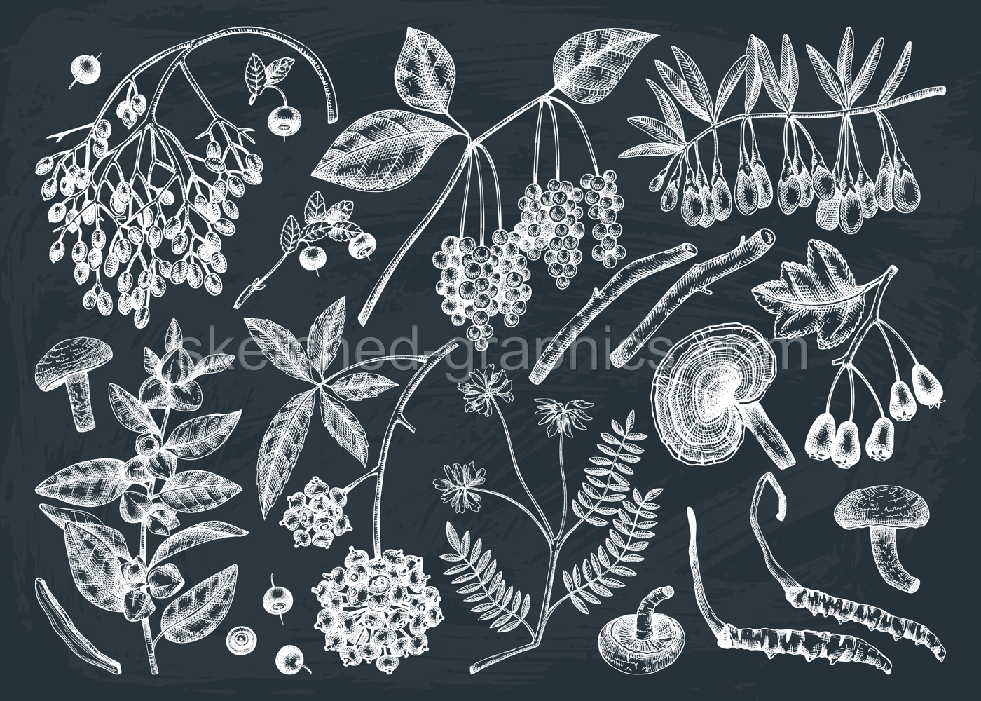 Adaptodenic plants illustrations collection. Hand-sketched medicinal berries, weeds, herbs on chalkboard. Perfect for labels or packaging. Vector plants outlines. Botanical elements in vintage style. Illustration